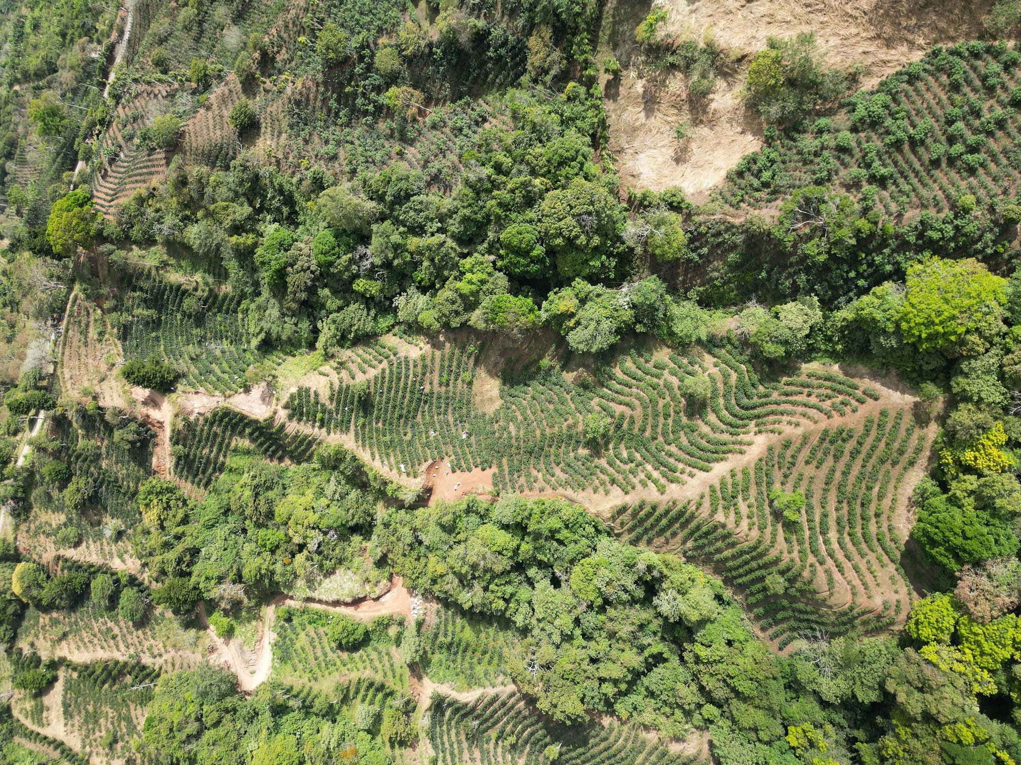 Costa Rica Coffee Growers Complete First Regenerative Agriculture